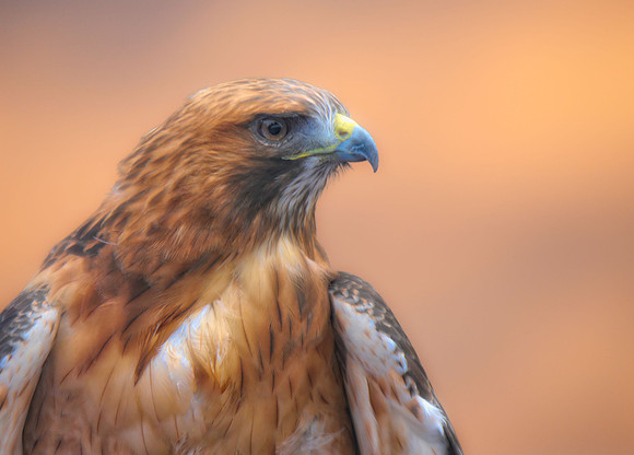Red Tail Hawk