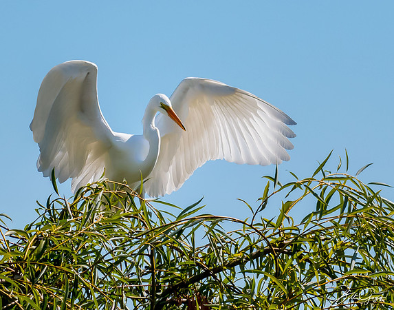 Spreading my wings
