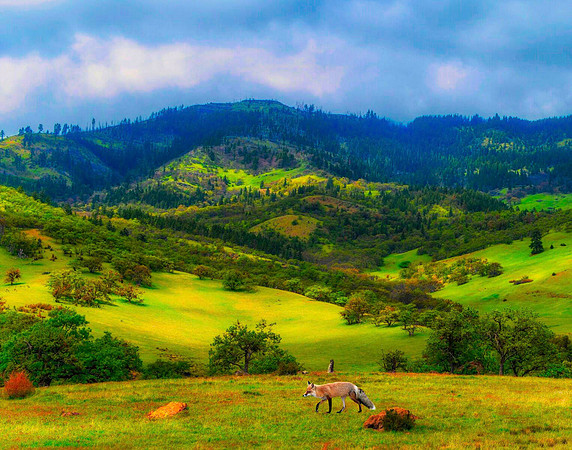 The Foxy Hills of Ashland, OR