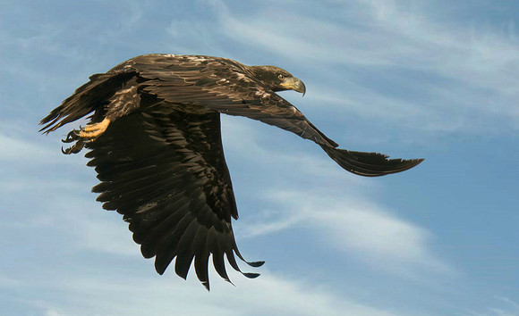 Eagle