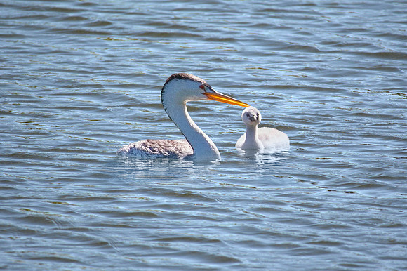 MaMa Grebe with her little one.