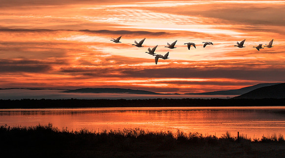 Tundra Swans Lower Klamath Refuge