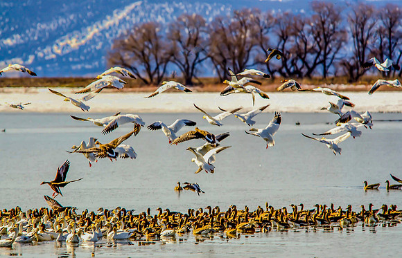 Tule Lake