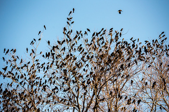 The Birds