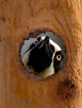 Peekaboo