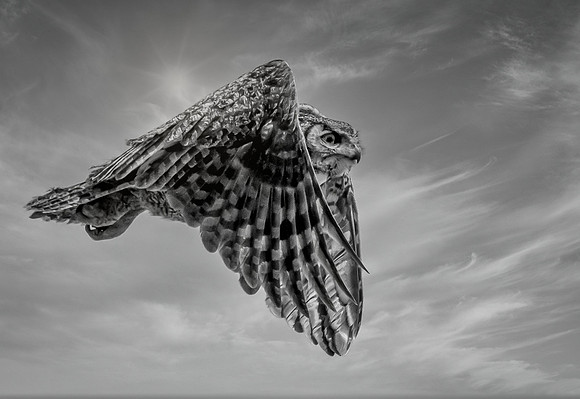 Great Horn Owl