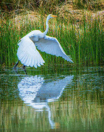 Mirror Image