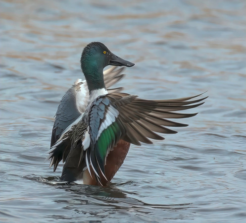 Spread those Wings
