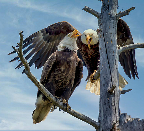 Screaming Eagle
