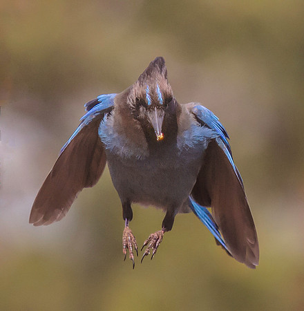 Stellar Jay