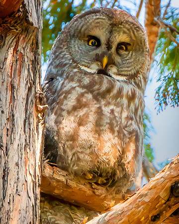 Great Grey Owl