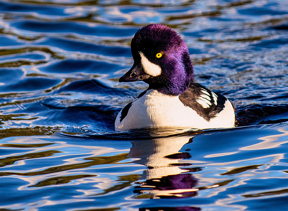 Barrow Goldeneye