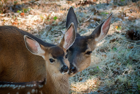 Mom's Affection