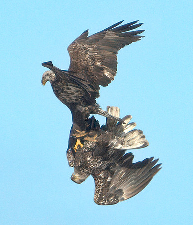 The Fight