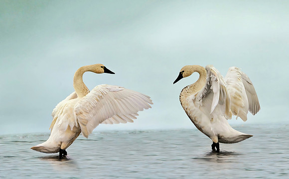 Ice Waltz