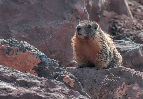 Woodchuck