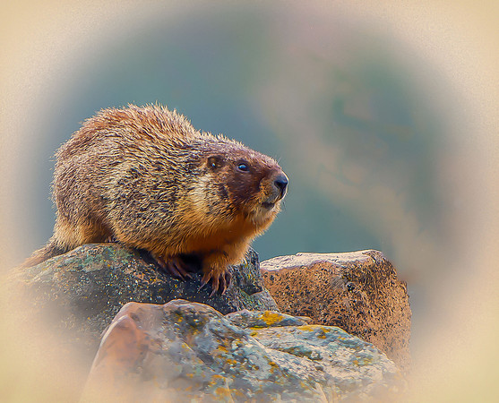 WOODCHUCK