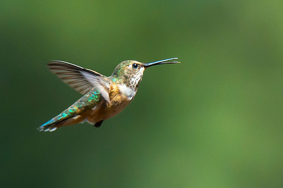 In Flight to fight
